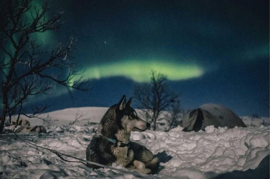 Rovaniemi: Northern Lights and Husky Sleigh Ride - Price and value: is $269 per person fair for a husky ride plus an aurora chase?