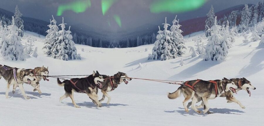 Rovaniemi: Northern Lights and Husky Sleigh Ride - Meeting at Rovaniemi, then heading to a farmhouse with the sled team