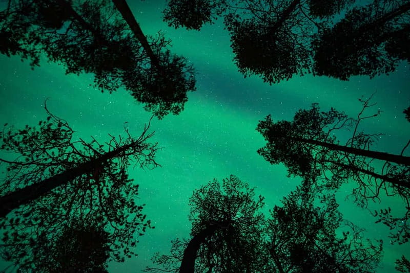 Rovaniemi: Northern Lights Quad Bike Tour - The warm break with blueberry juice, gingerbread, and grilled salmon