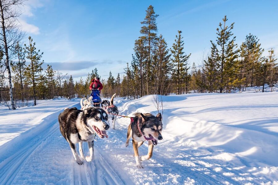 Rovaniemi: One Hour Husky Experience - Hotel Pickup in Central Rovaniemi: Smooth Start in Cold Weather