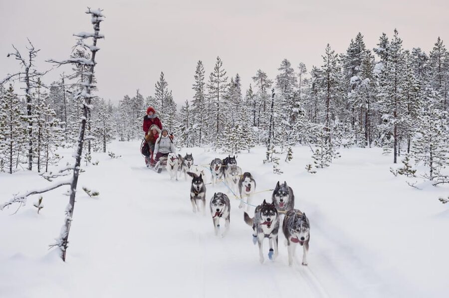 Rovaniemi: One Hour Husky Experience - Who This Tour Suits Best (and Who Should Rethink)