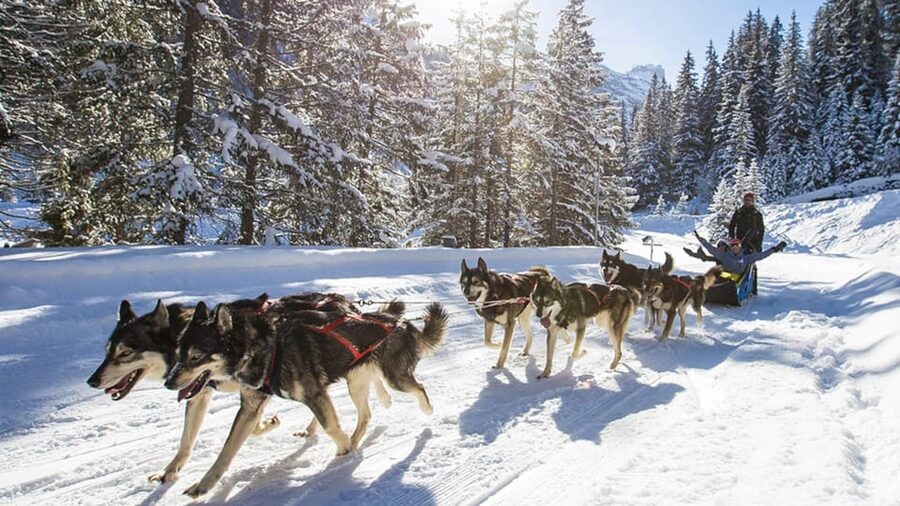 Rovaniemi: One Hour Husky Experience - Should You Book This Tour?