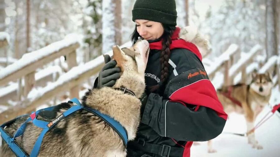 Rovaniemi: One Hour Husky Trip with hotel pick up - Rovaniemi pickup to Husky Farm Vitis, the easy way to start