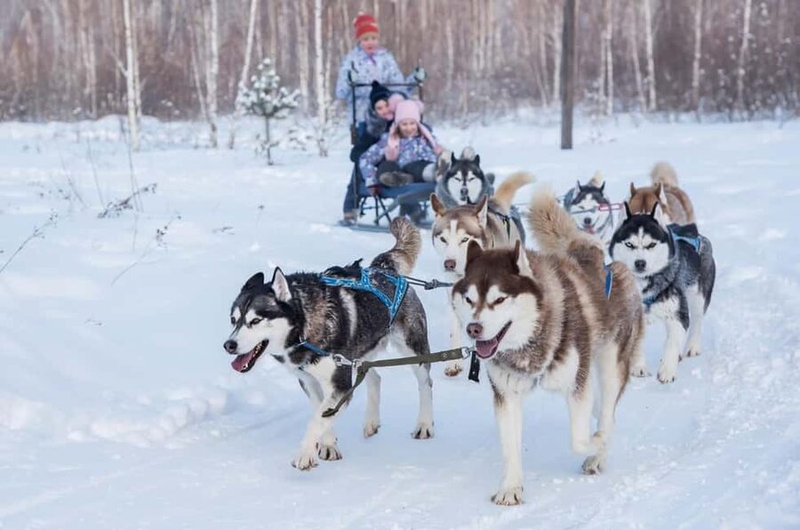 Rovaniemi: One Hour Husky Trip with hotel pick up - Season timing in Lapland, when this ride actually runs