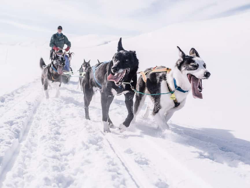 Rovaniemi: One Hour Husky Trip with hotel pick up - Who should book this Rovaniemi husky trip, and who might not love it
