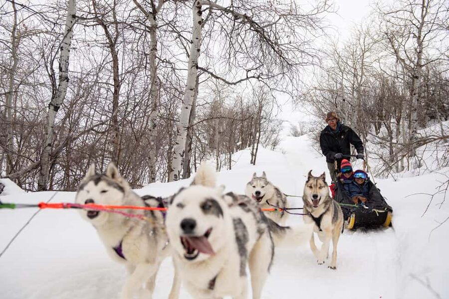 Rovaniemi: One Hour Husky Trip with hotel pick up - Should you book this one-hour husky trip with hotel pickup?