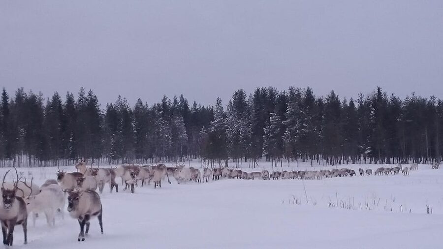 Rovaniemi: Private Reindeer Farm Visit and Walk-Along - Key Highlights You’ll Actually Care About