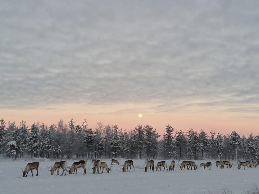 Rovaniemi: Private Reindeer Farm Visit and Walk-Along - Why Unarin-Luusua Feels Like Real Lapland, Not a Theme Park