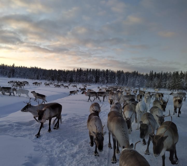 Rovaniemi: Private Reindeer Farm Visit and Walk-Along - Feeding a Whole Herd: What Lichen and Pellets Teach You