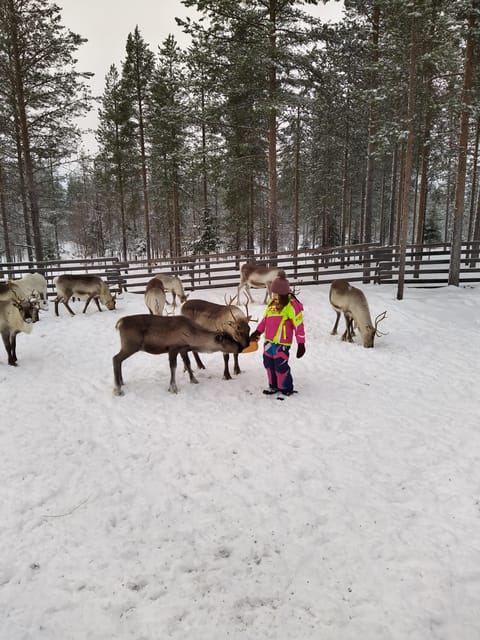 Rovaniemi: Private Reindeer Farm Visit and Walk-Along - Forest Walk With Reindeer: The Best Way to Get More Than a Photo