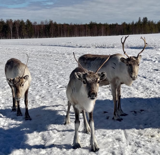 Rovaniemi: Private Reindeer Farm Visit and Walk-Along - Campfire Cozy Time in a Kota Tent: Snacks Plus Real Talk