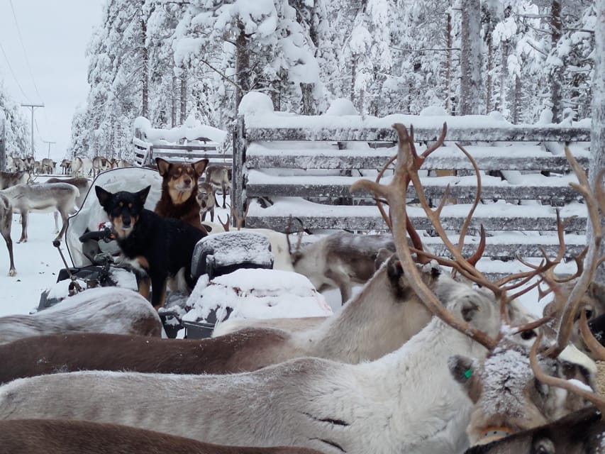 Rovaniemi: Private Reindeer Farm Visit and Walk-Along - Lasso Throwing and Husbandry Lessons: The Skill Part of the Day
