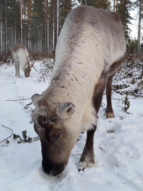 Rovaniemi: Private Reindeer Farm Visit and Walk-Along - Price and Value: Is $165 Per Person Fair for This Much Included?