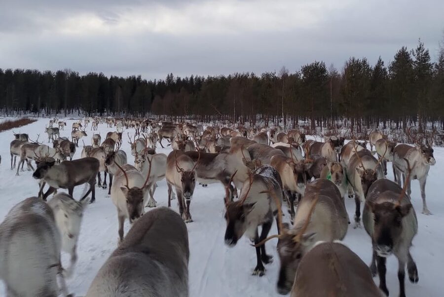 Rovaniemi: Private Reindeer Farm Visit and Walk-Along - Getting There From Rovaniemi and the No-Bus Reality