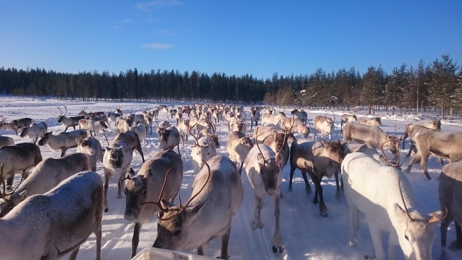 Rovaniemi: Private Reindeer Farm Visit and Walk-Along - The Two-Hour Flow: How the Visit Moves From Sledge to Forest to Fire