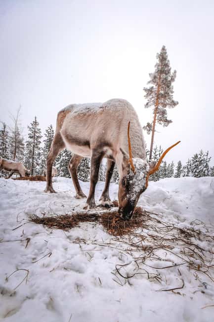 Rovaniemi: Private Santa Claus Village Tour & Sleigh Ride - Key highlights that matter