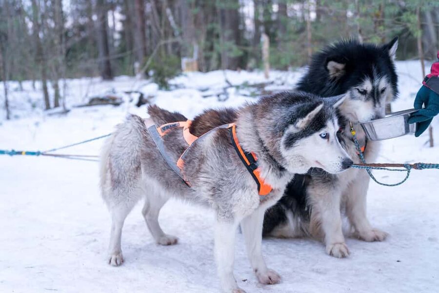 Rovaniemi: Private Santa Claus Village Tour & Sleigh Ride - Santa Claus Village with priority access and pro photos