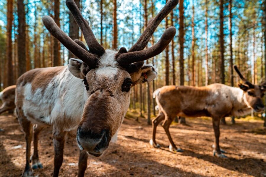 Rovaniemi: Quad Bike Safari, Reindeer & Husky Farm Visit - Key highlights worth marking on your map