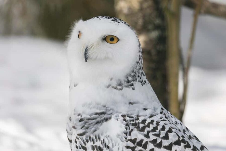 Rovaniemi: Ranua Arctic Wildlife & Hot BBQ lunch + Transfers - Why Ranua Zoo feels different from a typical zoo visit