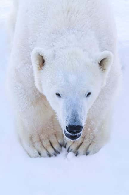 Rovaniemi: Ranua Arctic Wildlife & Hot BBQ lunch + Transfers - Included winter clothing, the real reason you’ll stay comfortable