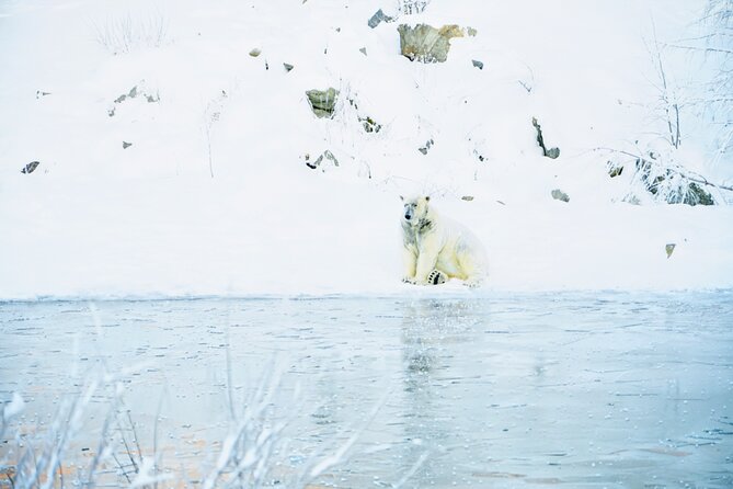 Rovaniemi: Ranua Arctic Wildlife Zoo Park Tour & Hot BBQ lunch - Your 9:00 am Start: Meeting Point, Transfers, and Timing