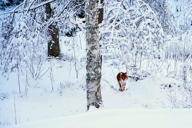 Rovaniemi: Ranua Arctic Wildlife Zoo Park Tour & Hot BBQ lunch - Hot BBQ Lunch and the Fire: Turning Cold Waiting Into Comfort