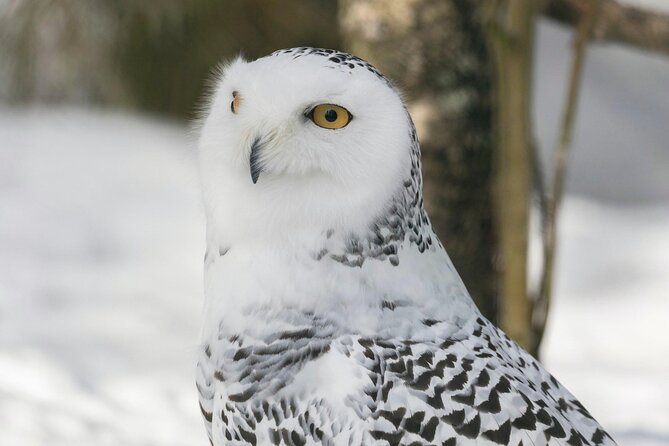 Rovaniemi: Ranua Arctic Wildlife Zoo Park Tour & Hot BBQ lunch - Group Size Matters: What Max 16 People Changes