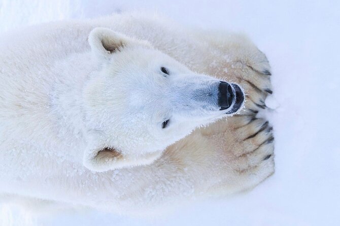 Rovaniemi: Ranua Arctic Wildlife Zoo Park Tour & Hot BBQ lunch - Value Check: Is This $150.56 Price Fair?