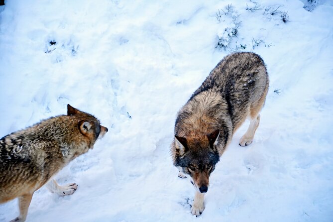 Rovaniemi: Ranua Arctic Wildlife Zoo Park Tour & Hot BBQ lunch - Who Should Book This Tour, and Who Might Skip It