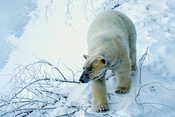 Rovaniemi: Ranua Arctic Wildlife Zoo Park Tour & Hot BBQ lunch - The Main Event: Walking Ranua’s 2.5 km Forest Trail With a Guide