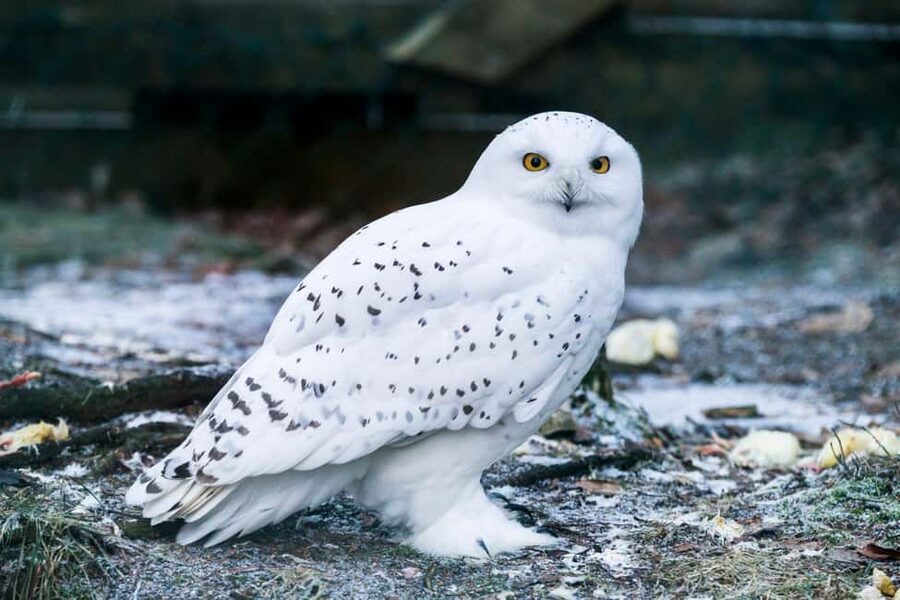 Rovaniemi: Ranua Wildlife Park Day Trip - Key highlights worth planning around