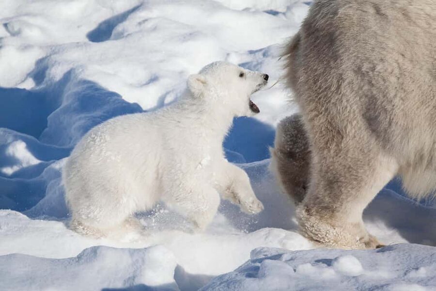 Rovaniemi: Ranua Wildlife Park Day Trip - From Rovaniemi to Ranua: why this day trip works
