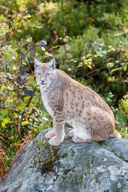 Rovaniemi: Ranua Wildlife Park Day Trip - Ranua Wildlife Park: a forest zoo with guided context