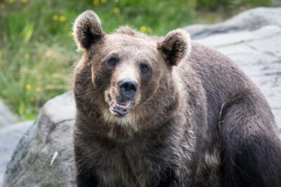 Ranua Wildlife Park Day Trip