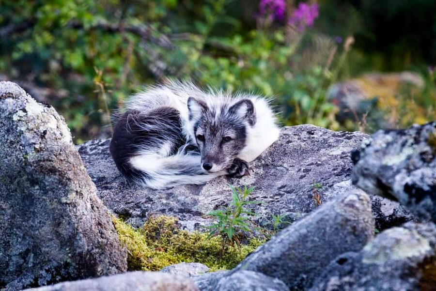 Rovaniemi: Ranua Wildlife Park Day Trip - Photo-friendly spots and cold-weather comfort tips