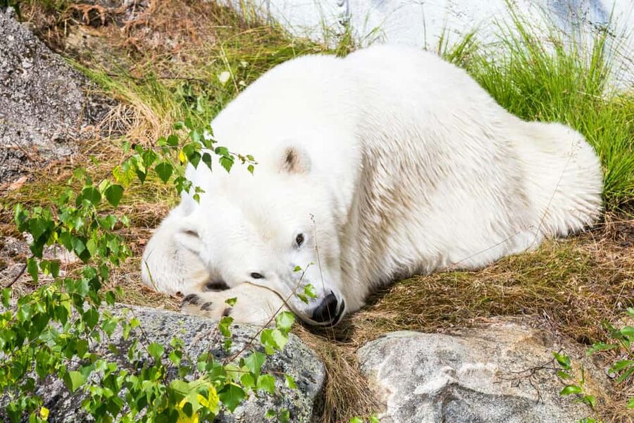 Rovaniemi: Ranua Wildlife Park Day Trip - Price and value: is $163 per person worth it?