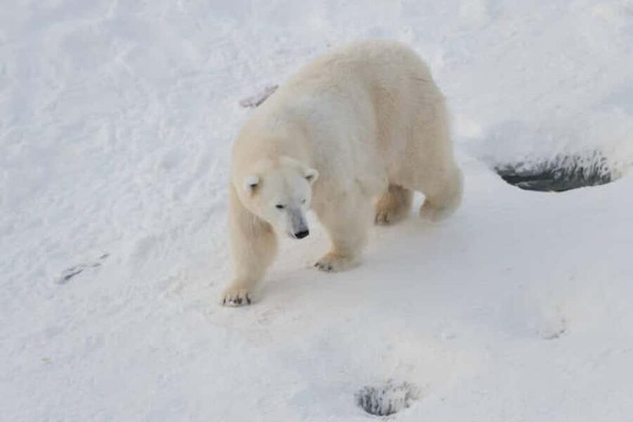 Rovaniemi: Ranua Wildlife Park Experience - How the 5-Hour Ranua Trip Works From Rovaniemi