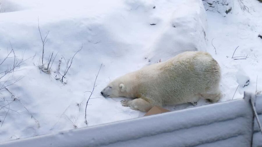 Rovaniemi: Ranua Wildlife Park Tour with Photos & Guide - Key highlights you will actually feel during the day