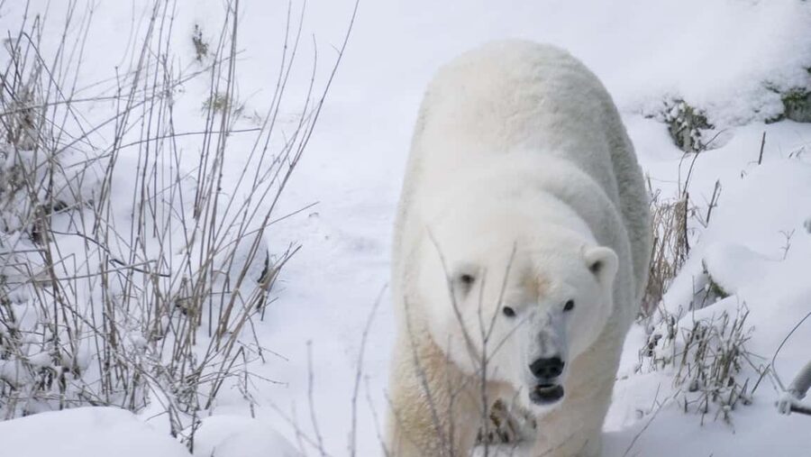 Rovaniemi: Ranua Wildlife Park Tour with Photos & Guide - Why Ranua Wildlife Park from Rovaniemi is more than a zoo visit