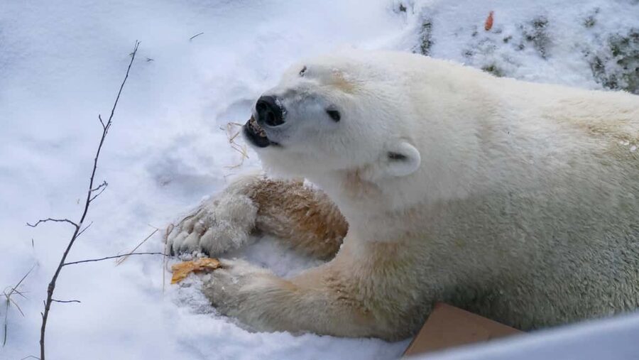Rovaniemi: Ranua Wildlife Park Tour with Photos & Guide - The park walk: about 2.5 km, flexible pace, real winter conditions