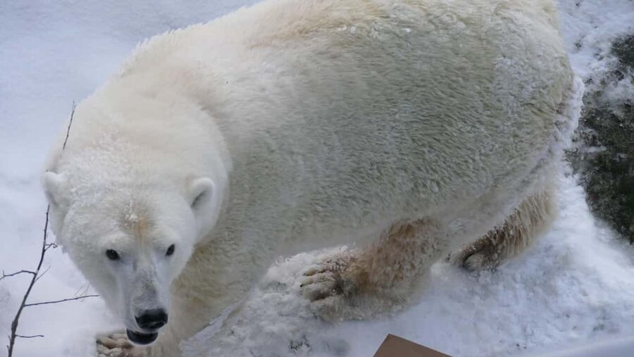 Rovaniemi: Ranua Wildlife Park Tour with Photos & Guide - Meeting your local guide in Rovaniemi, then heading out in winter comfort