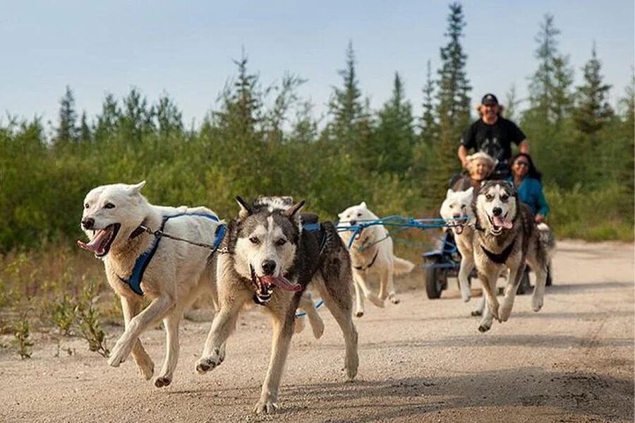 Rovaniemi: Ranua Zoo Entry Ticket with BBQ Picnic - Key things I’d center in your planning
