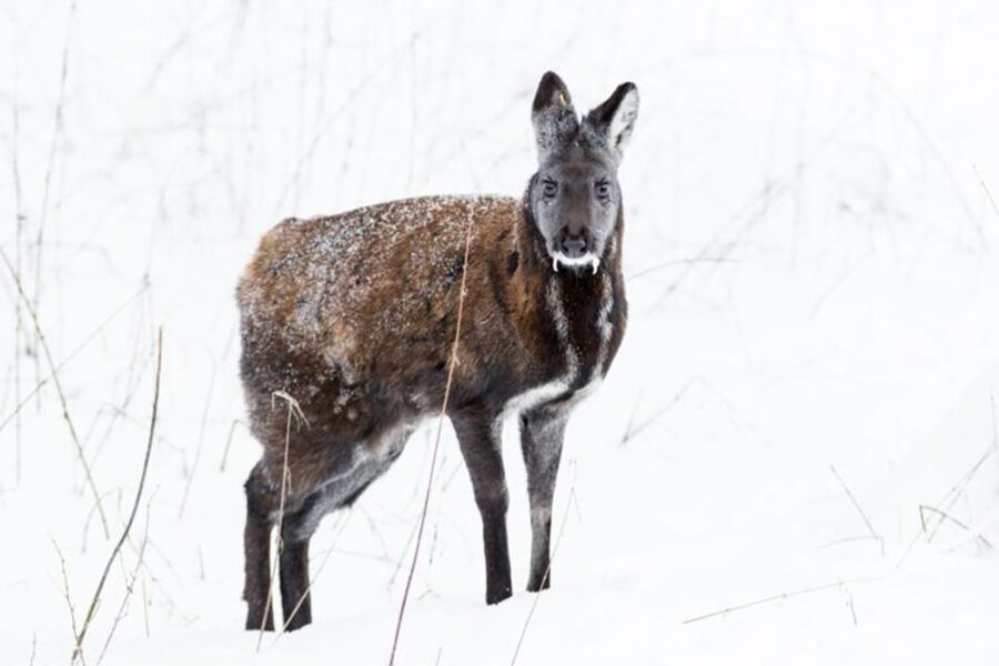Rovaniemi: Ranua Zoo Ticket with Walking Tour and Lunch - Key things that make this Ranua Zoo experience work