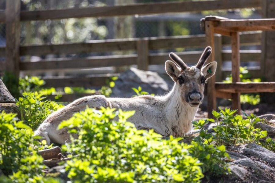 Rovaniemi: Ranua Zoo Ticket with Walking Tour and Lunch - Guides and transfer style: what you’ll notice on the ride