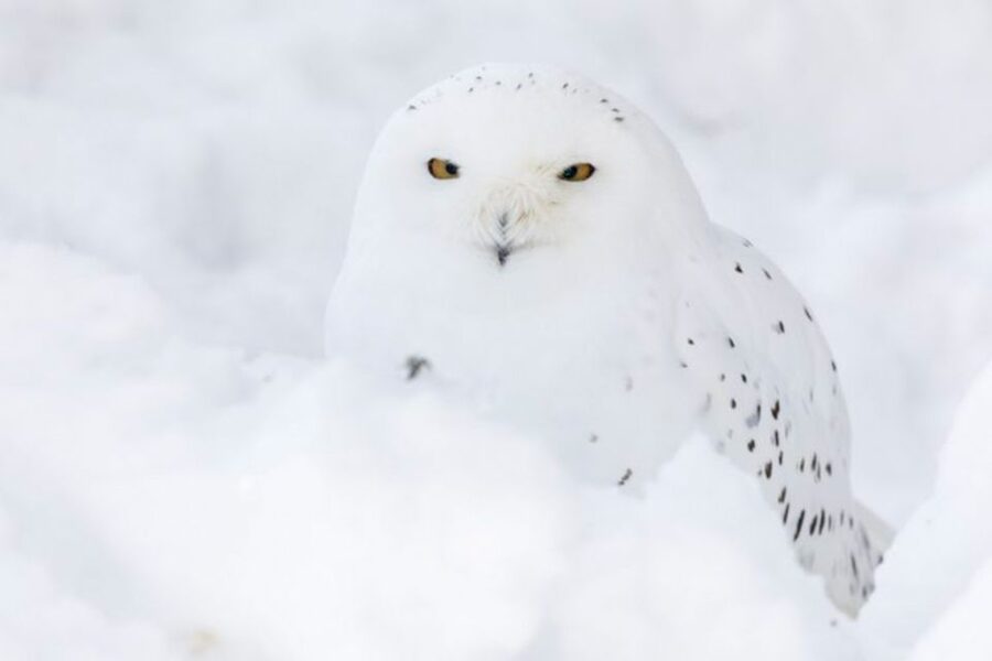 Rovaniemi: Ranua Zoo Ticket with Walking Tour and Lunch - Ranua Zoo from Rovaniemi, without the logistics headache