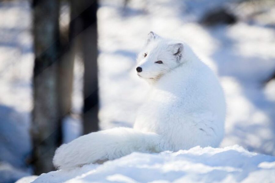 Rovaniemi: Ranua Zoo Ticket with Walking Tour and Lunch - Price and value: what your $152 actually buys