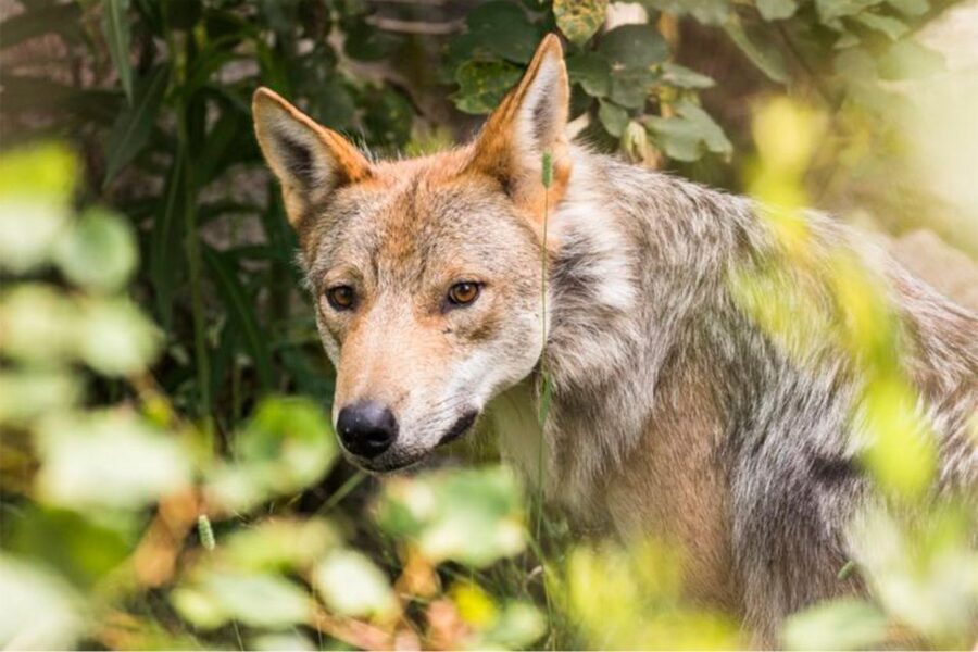 Rovaniemi: Ranua Zoo Ticket with Walking Tour and Lunch - Who this tour suits best in Lapland winter