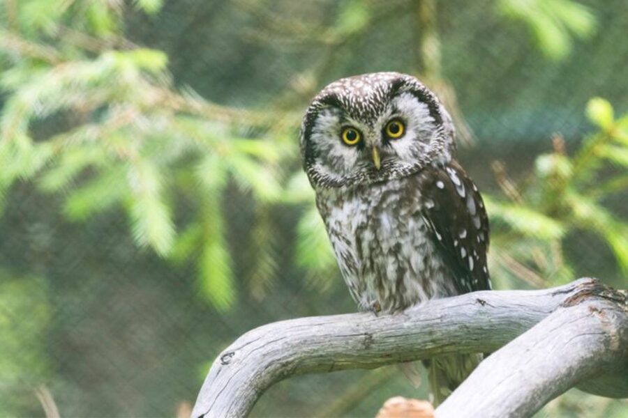 Rovaniemi: Ranua Zoo Ticket with Walking Tour and Lunch - What to pack so the day feels fun, not miserable