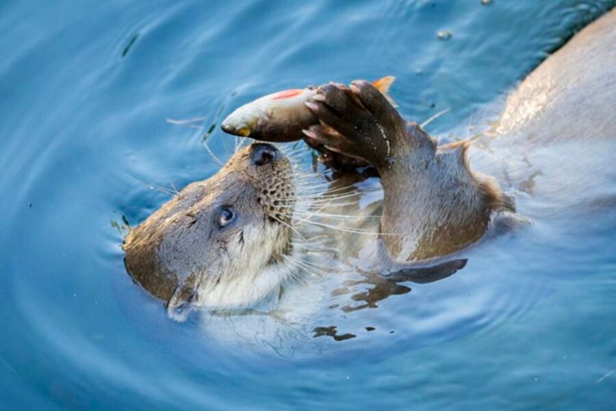 Rovaniemi: Ranua Zoo Ticket with Walking Tour and Lunch - The 5-hour plan: pickup, zoo time, lunch, and back again
