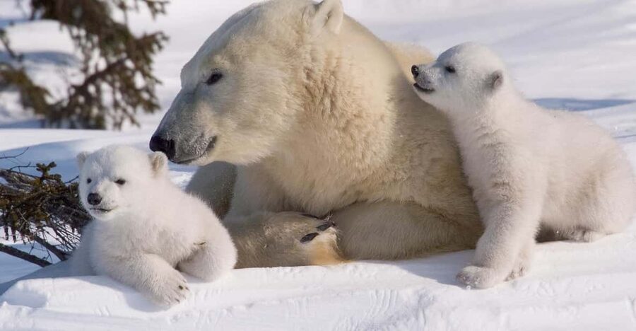 Rovaniemi: Ranua Zoo Visit with Lunch - Key Points Before You Go